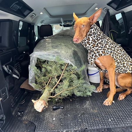 Freundorf Hundefreundliche Unterkunft Im Muehlviertel In Oberoesterreich מראה חיצוני תמונה